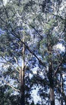 Gully Gum - Eucalyptus smithii