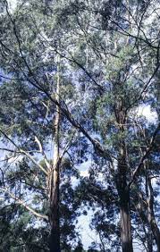 Gully Gum - Eucalyptus smithii
