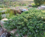 Creeping Boobialla - Myoporum parvifolium White Broad Leafed