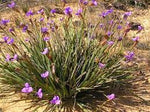 Purple Flag - Patersonia occidentalis purple