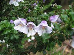 Mint Bush - Prostanthera lasianthos Badja Peak