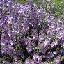 Native Mint Bush Prostanthera Minty