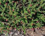 Baueri's Grevillea - Grevillea baueri Compact