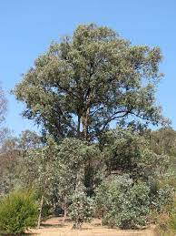 Red Box - Eucalyptus polyanthemos