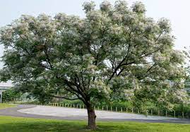 White Cedar - Melia azedarach