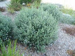 Coastal Rosemary - Westringia fruticosa