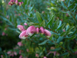 Grevillea baueri Dwarf