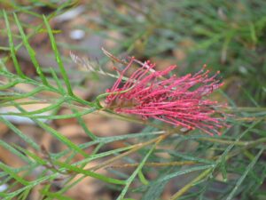 Red toothbrush or Hooker's Grevillea - Grevillea Hookeriana