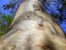 Hard Leaf Scribbly Gum Eucalyptus sclerophylla