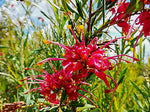 Grevillea Splendour