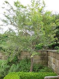 Lemon scented Tea Tree - Leptospermum petersonii