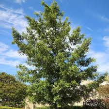 Illawarra or Plum Pine - Podocarpus elatus