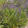 Tasmanian Flax Lily - Dianella tasmanica