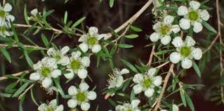Lemon-scented Tea-tree -Leptospermum petersonii
