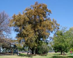 Swamp Oak - Casuarina glauca