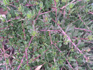 Boobialla - Myoporum parvifolium purpurea