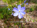 Morning Flag (Orthrosanthus multiflorus)