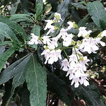 Victorian Christmas Bush - Prostanthera lasianthos