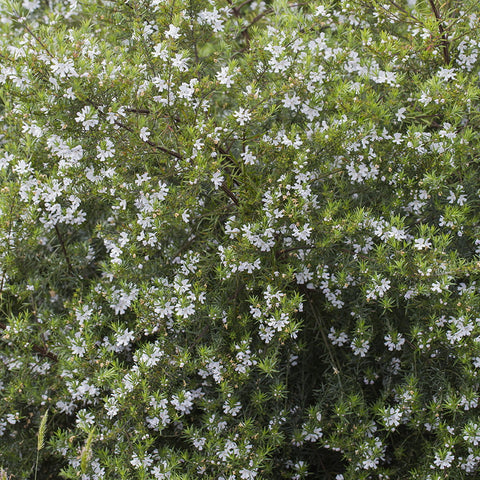 Coastal Rosemary - Westringia longifolia