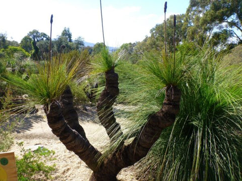 Grass Tree - Xanthorrhoea johnsonii