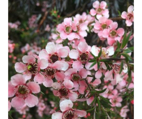 Pink Jelly Bush (Leptospermum 'Pink Cascade')