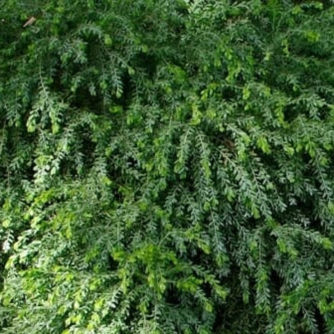 Acacia 'Greenwave' - Wattle (Acacia howitti prostrate)