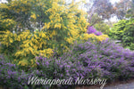 Mint Bush (Prostanthera scutellarioides)
