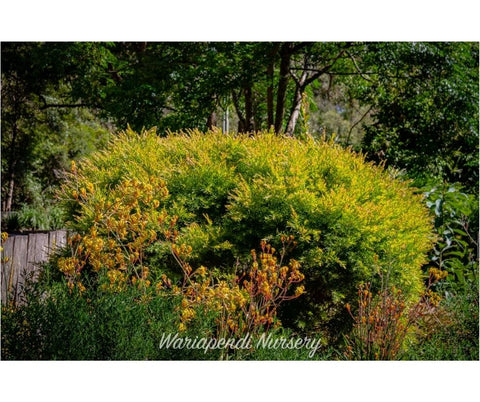 Dwarf fringed Wattle (Acacia fimbriata dwarf)
