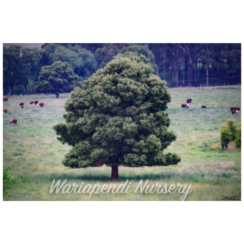 Blackwood - Wattle (Acacia Melanoxylon)
