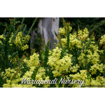 Dwarf Ovens Wattle (Acacia pravissima 'Little nugget')