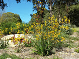 Yellow Kangaroo Paw (Anigozanthos 'Yellow Gem')