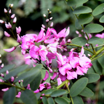 Australian Indigo (Indigofera australis)