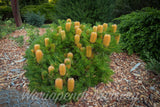 Banksia 'Birthday Candles'