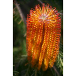 Heath Banksia (Banksia ericifolia)