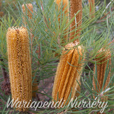 Banksia 'Giant Candles'