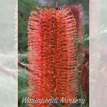 Banksia Dwarf Red (Banksia spinulosa dwarf)