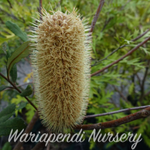 Fern Leaved Banksia (Banksia oblongifolia)