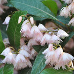 Blueberry Ash (Elaeocarpus reticulatus)