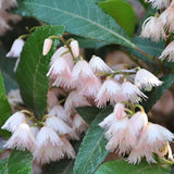 Blueberry Ash (Elaeocarpus reticulatus)