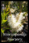 White Weeping Bottlebrush (Callistemon viminalis 'Wilderness White')