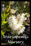 White Weeping Bottlebrush (Callistemon viminalis 'Wilderness White')