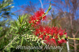 Dwarf Weeping Bottlebrush (Callistemon viminalis 'Captain Cook')