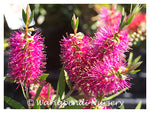 Violet Bottlebrush  (Callistemon 'Purple Cloud')