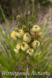 River Bottlebrush (Callistemon sieberi)