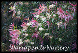 Willow Bottlebrush (Callistemon salignus)