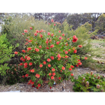 Callistemon citrinus 'Endeavour'