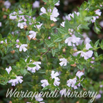 Coastal Rosemary (Westringia fruticosa 'Jervis Gem')