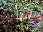 Native fuchsia (Correa 'Marians Marvel')