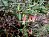 Native fuchsia (Correa 'Marians Marvel')