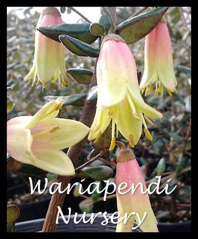 Native fuchsia (Correa 'Marians Marvel')